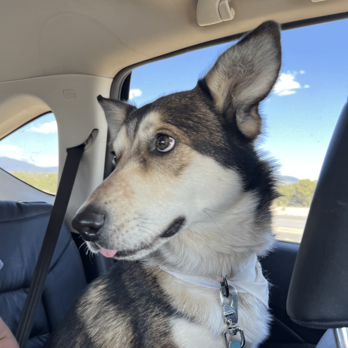 Santapi Animal Kumi - Santa Fe Animal Shelter