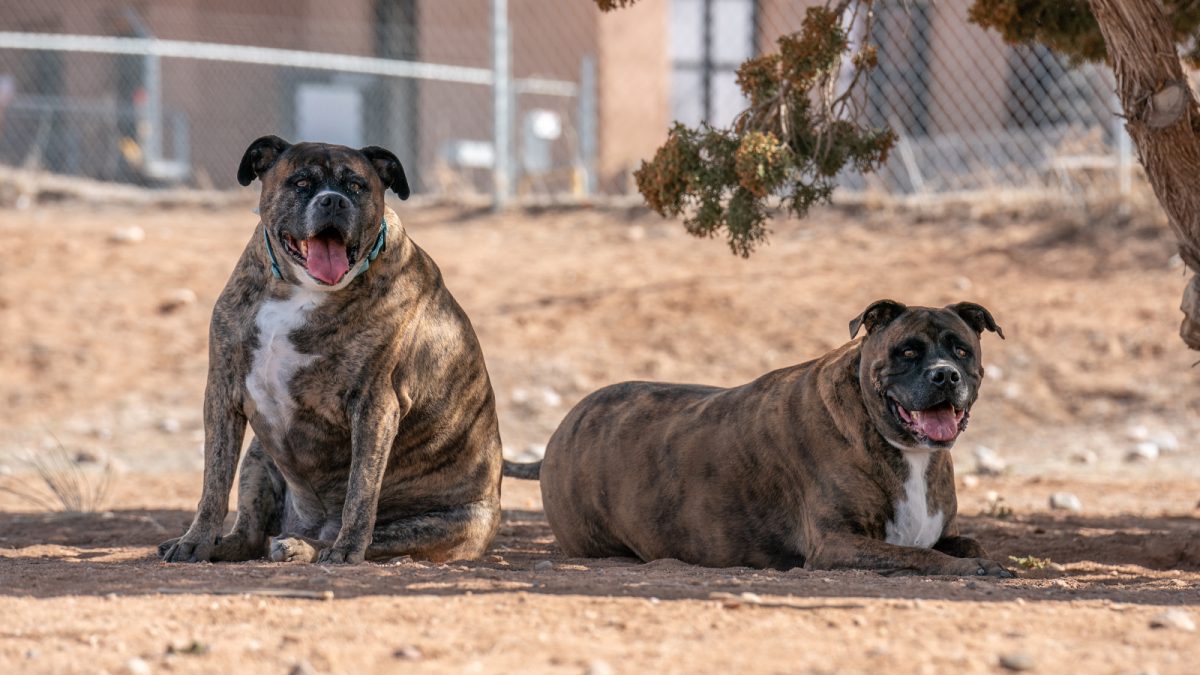 Santapi Animal ⚠️Important⚠️ Updates on Our City Contract - Santa Fe Animal Shelter