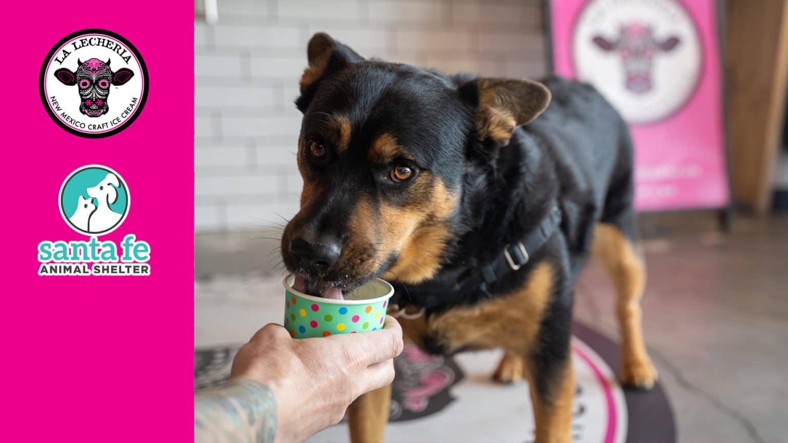 Santapi Animal Mobile Adoption Event | La Lecheria - Santa Fe Animal Shelter