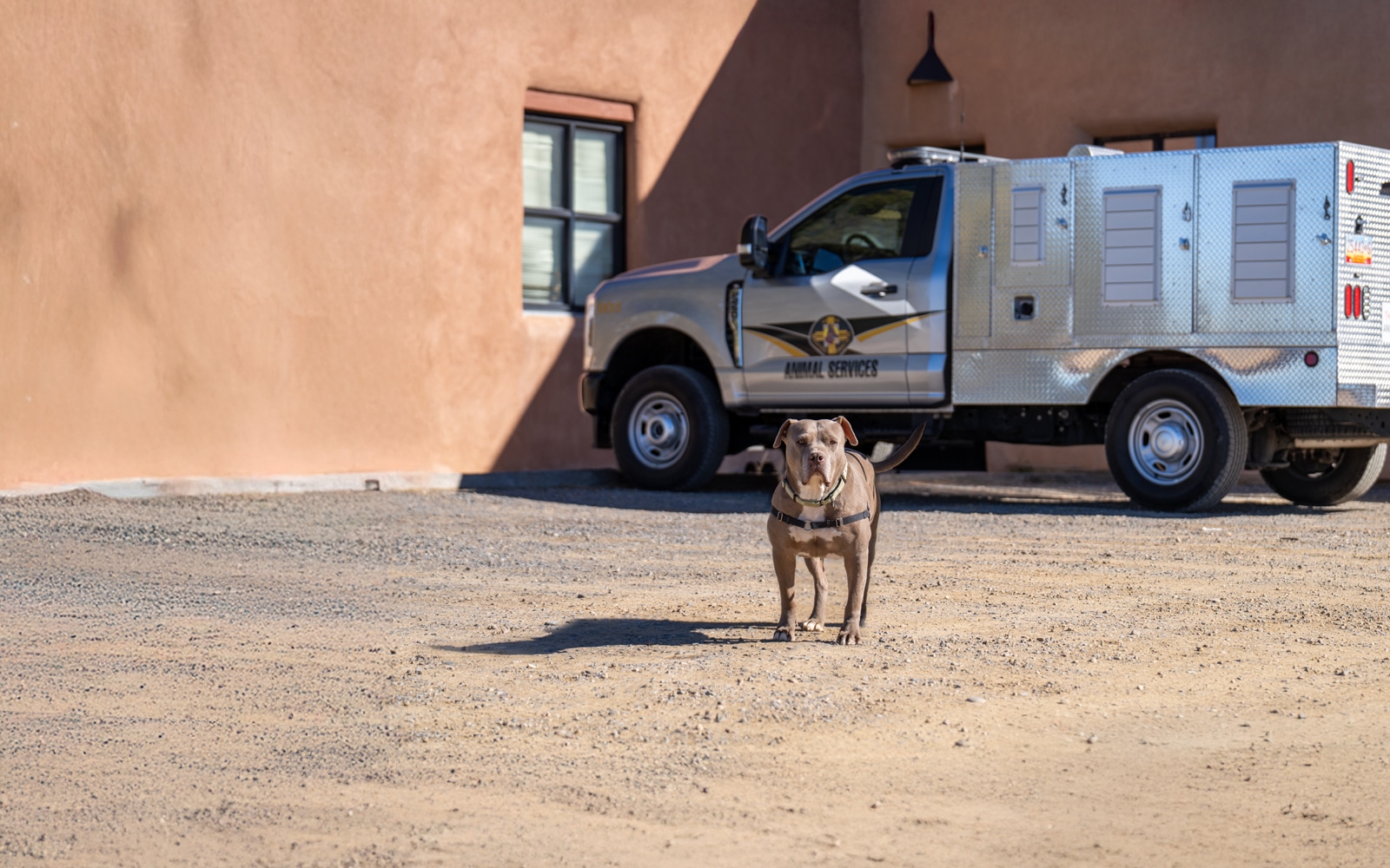 Home - Santa Fe Animal Shelter