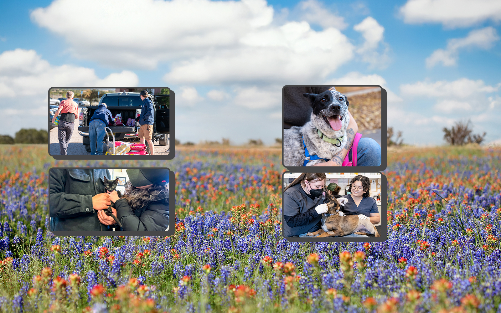 Home - Santa Fe Animal Shelter